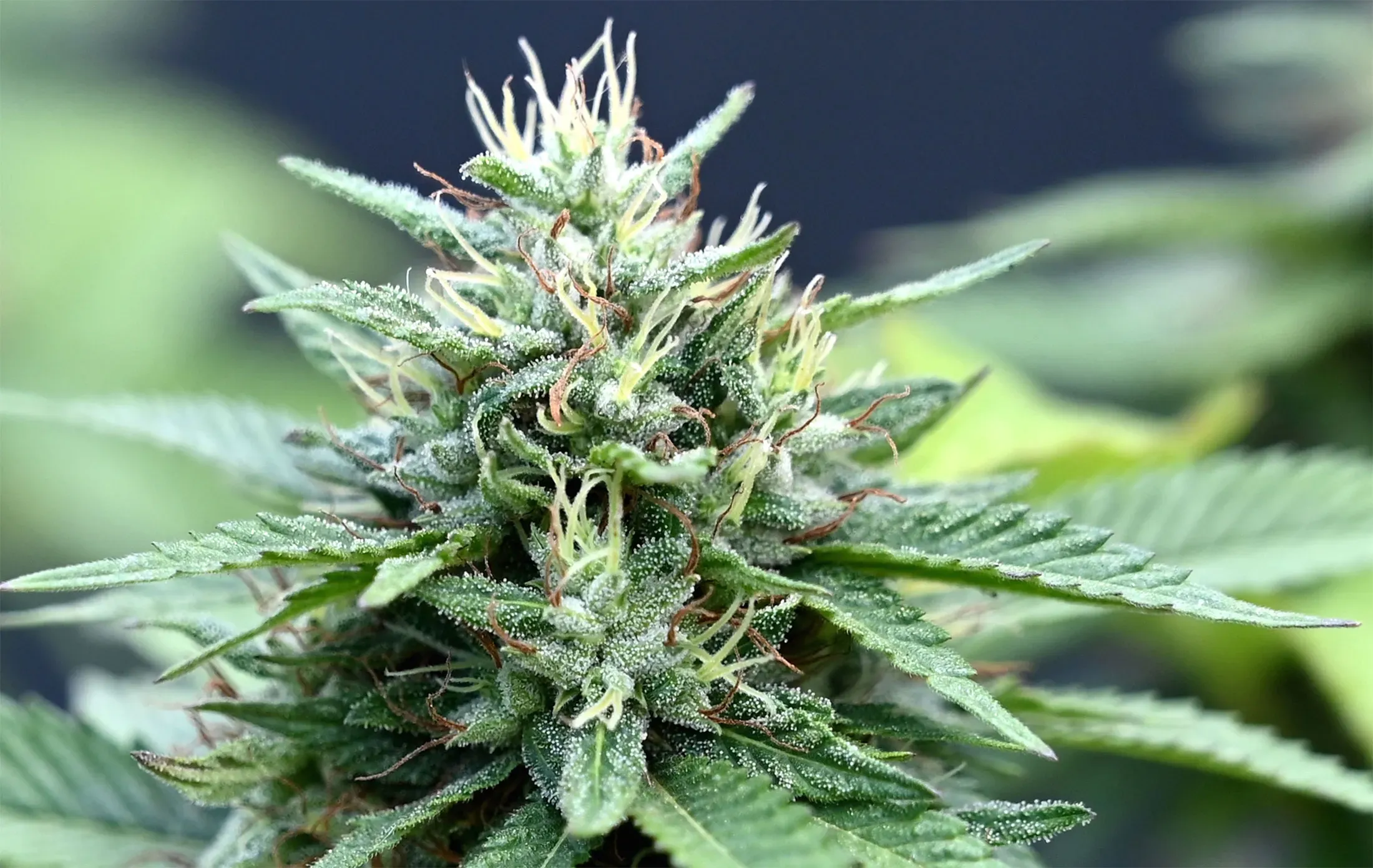 Cannaloup Melon Madness